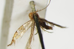 Phyllonorycter iriphanes