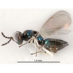 /filer/webapps/moths_gc/media/images/B/berberidella_Phyllonorycter_parasitoid3_Nunes-etal_2026_146.jpg