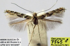 Acrocercops andreneli
