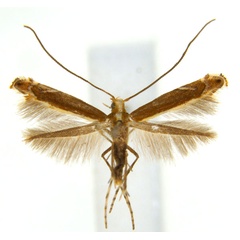 /filer/webapps/moths_gc/media/images/G/gunniella_Neurostrota_A72_ANIC.jpg