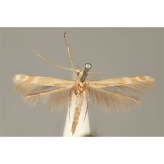/filer/webapps/moths_gc/media/images/O/ochroptila_Acrocercops_HT_ANIC31-036691_dorsal.jpg