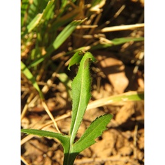 /filer/webapps/moths_gc/media/images/C/cephalariae-Phyllonorycter_Host-plant_Meert_2.jpg