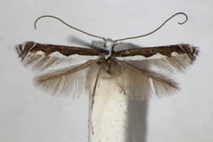 Dialectica scalariella