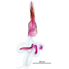/filer/webapps/moths_gc/media/images/K/kakadu_Crotona_HT_aedeagus_De-Prins-etal_2025_39.jpg