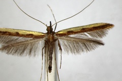 Caloptilia staintoni