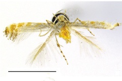 Eumetriochroa hiranoi