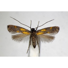 /filer/webapps/moths_gc/media/images/A/auroguttella_Calybites_A_ZSM_4.jpg