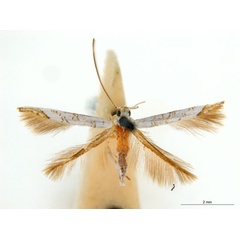 /filer/webapps/moths_gc/media/images/N/niphadias_Cuphodes_31-085618_ANIC.jpg