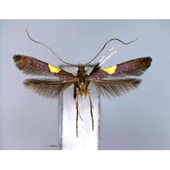 /filer/webapps/moths_gc/media/images/T/theivora_Caloptilia_A_2_EIHU.jpg