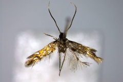Phyllonorycter maculata