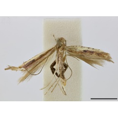 /filer/webapps/moths_gc/media/images/I/immuricata_Caloptilia_HT_1411012_BMNH.jpg