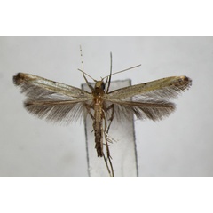 /filer/webapps/moths_gc/media/images/P/protiella_elongata_Caloptilia_A_ZSM_2.jpg