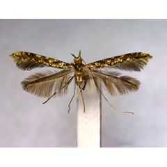 /filer/webapps/moths_gc/media/images/I/illicii_Caloptilia_PT_EIHU.jpg