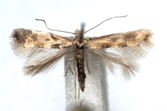 Phyllonorycter cytisifoliae