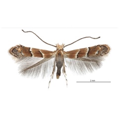 /filer/webapps/moths_gc/media/images/C/cotinivora_Cameraria_HT_Davis et Graves_2016_248.jpg