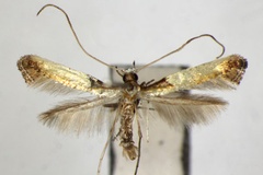Caloptilia acericola