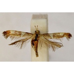 /filer/webapps/moths_gc/media/images/P/plagiotoma_Caloptilia_A_BMNH(E)-1324975.jpg