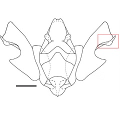 /filer/webapps/moths_gc/media/images/C/chilensis_Leurocephala_GM_Pereira-et-al_2017.jpg