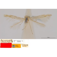 /filer/webapps/moths_gc/media/images/A/albida_Acrocercops_HT_ANIC.jpg