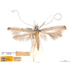 /filer/webapps/moths_gc/media/images/P/panchrista_Caloptilia_ST_ANIC.jpg