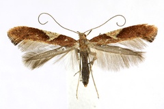 Caloptilia stigmatella