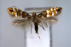 Phyllonorycter viburni