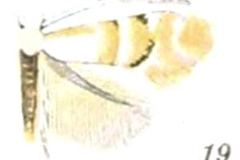 Phyllonorycter lucetiella