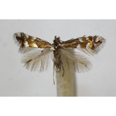 /filer/webapps/moths_gc/media/images/Q/quinqueguttella_Phyllonorycter_A_ZSM_2.jpg