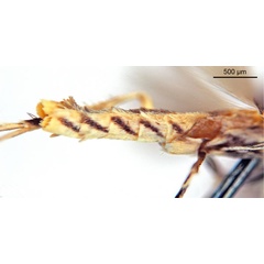 /filer/webapps/moths_gc/media/images/C/cairna_Diphtheroptila_HT_abdomen_ANIC.jpg