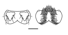 /filer/webapps/moths_gc/media/images/A/ambrosiavora_Atacamaptilia_head4_Espinoza-Donoso-etal_2022_412.jpg