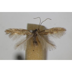 /filer/webapps/moths_gc/media/images/P/parvifoliella_Phyllonorycter_A_ZSM_2.jpg