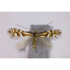 /filer/webapps/moths_gc/media/images/A/alaskana_Phyllonorycter_A_BMNH.jpg