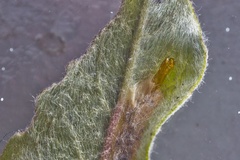 Phyllonorycter quinqueguttella