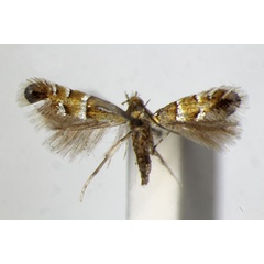 /filer/webapps/moths_gc/media/images/P/pseudolautella_Phyllonorycter_PT_ZSM.jpg