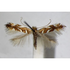 /filer/webapps/moths_gc/media/images/M/muelleriella_Phyllonorycter_ZSM_2.jpg