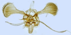 /filer/webapps/moths_gc/media/images/S/scoticella_Parornix_GM_Hall.jpg