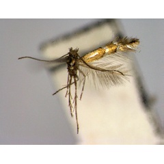 /filer/webapps/moths_gc/media/images/H/humilitatis_Phyllonorycter_A_EIHU.jpg