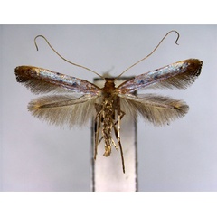 /filer/webapps/moths_gc/media/images/R/rhois_Caloptilia_PT_EIHU.jpg