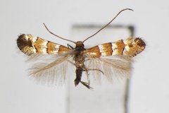 Chrysaster hagicola