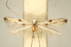 Cuphodes diospyri