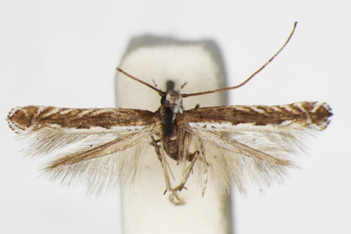 /filer/webapps/moths_gc/media/images/A/albomarginatum_Acrocercops_HT_1407636_BMNH.jpg