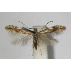 /filer/webapps/moths_gc/media/images/V/viminetorum_Phyllonorycter_A_ZSM_4.jpg