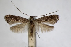 Parornix betulae