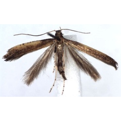 /filer/webapps/moths_gc/media/images/A/azaleella_Caloptilia_A_WJDP.jpg