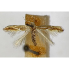 /filer/webapps/moths_gc/media/images/S/suberifoliella_Phyllonorycter_A_ZSM.jpg