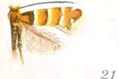 Chrysaster ostensackenella