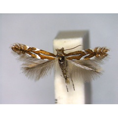 /filer/webapps/moths_gc/media/images/A/anceps_Phyllonorycter_PT_EIHU_female.jpg