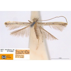 /filer/webapps/moths_gc/media/images/E/euxesta_Caloptilia_HT_ANIC.jpg