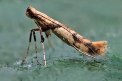 Caloptilia honoratella