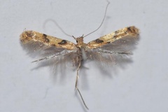 Caloptilia honoratella